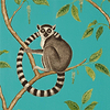 Ringtailed Lemur-behang-Tapete-Sanderson-Teal-Rol-216663-Selected Wallpapers