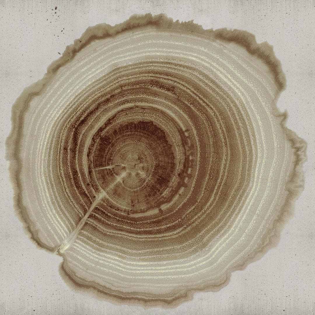 Tree of Life-Behang-Wall & Deco-02-CWC-WDEE2102-Selected Wallpapers