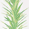 Yucca-behang-Tapete-Sanderson-Green-Rol-216649-Selected Wallpapers