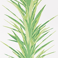 Yucca-behang-Tapete-Sanderson-Green-Rol-216649-Selected Wallpapers
