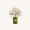 Picture of Lucky Invitation Glass Potted Jade Tree of Life