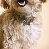 Karma and Luck  Pets  -  Fiery Attitude - Bronze Bone Evil Eye Tiger's Eye Small Dog Tag