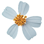 Bidens Pilosa