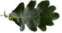 oakleaf