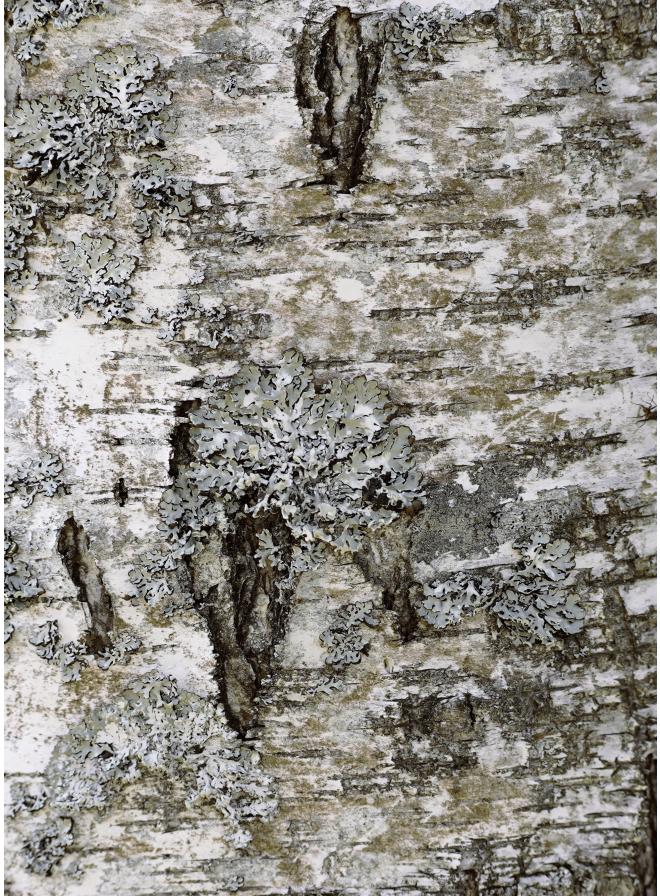 Close-up of gray-green lichen and moss growing on white birch bark.