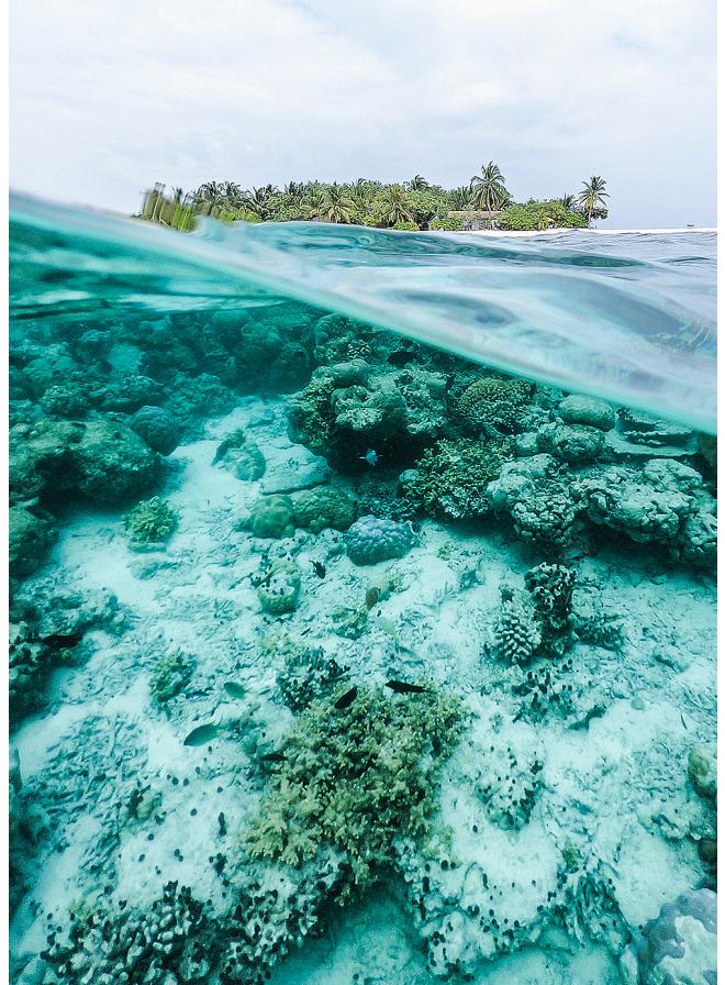 Split view of a tropical island with palm trees above and a coral reef underwater.
