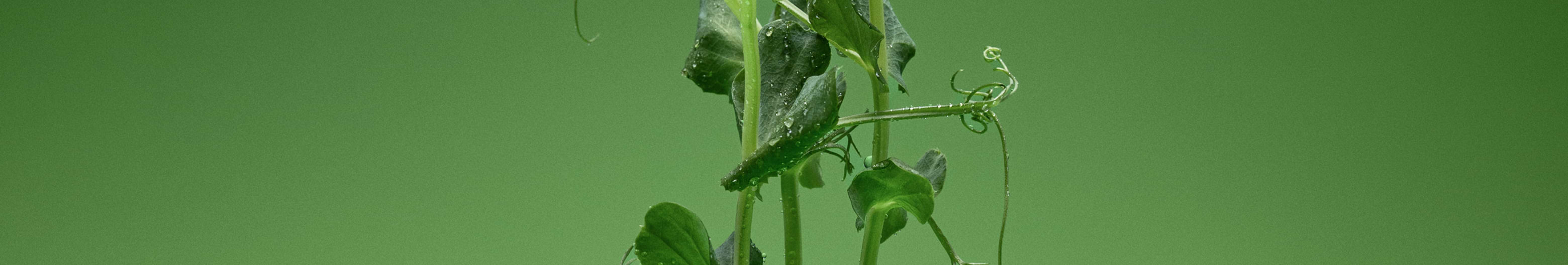 Close-up of green plant stems with water droplets, representing natural ingredients and botanical skincare origins