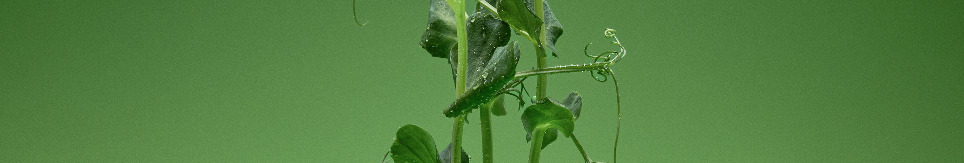 Close-up of green plant stems with water droplets, representing natural ingredients and botanical skincare origins