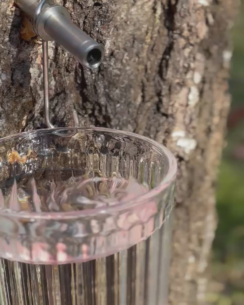 Tapping birch sap in the spring
