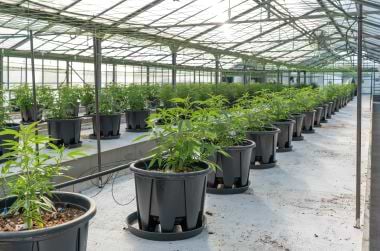 High CBD plants in a greenhouse