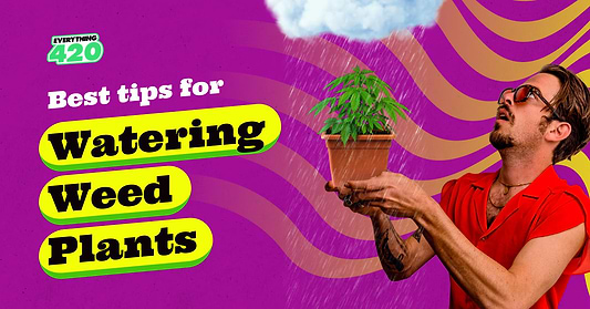 Tips for Watering Weed Plants