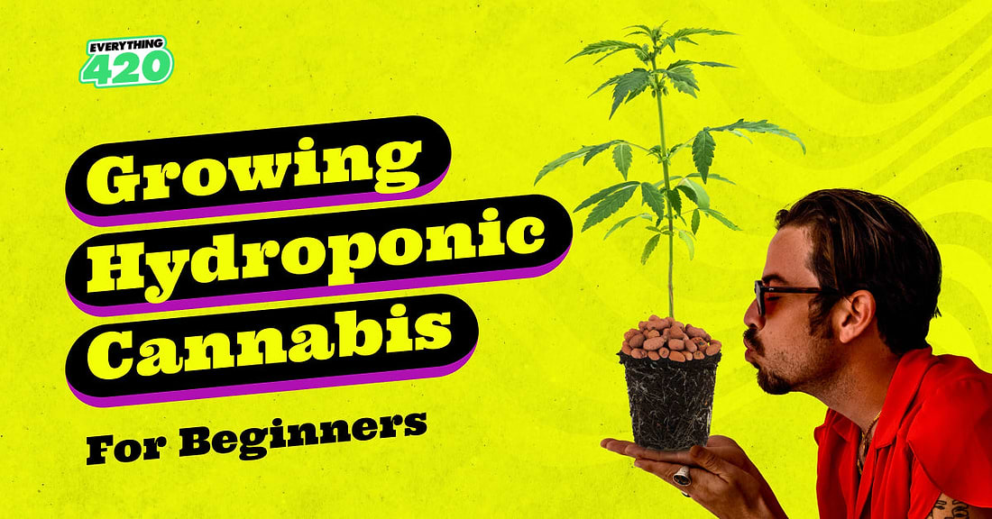 Growing Hydroponic Cannabis For Beginners
