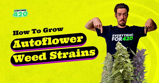 How To Grow Autoflower Weed Strains