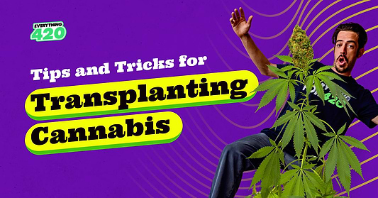 Tips and Tricks for Transplanting Cannabis
