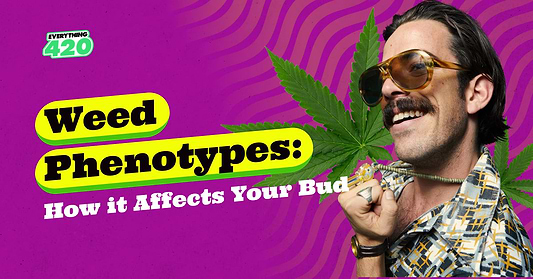 Weed Phenotypes: How it Affects Your Bud