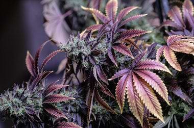 Purple Marijuana Plant