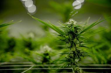 Cannabis grow using Screen of Green method