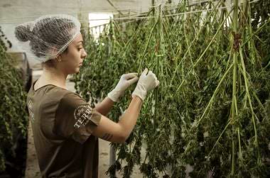 Woman working on a weed farm