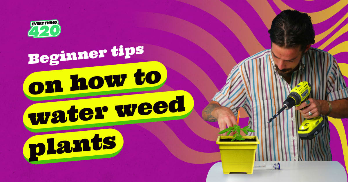 Beginner tips on how to water weed plants