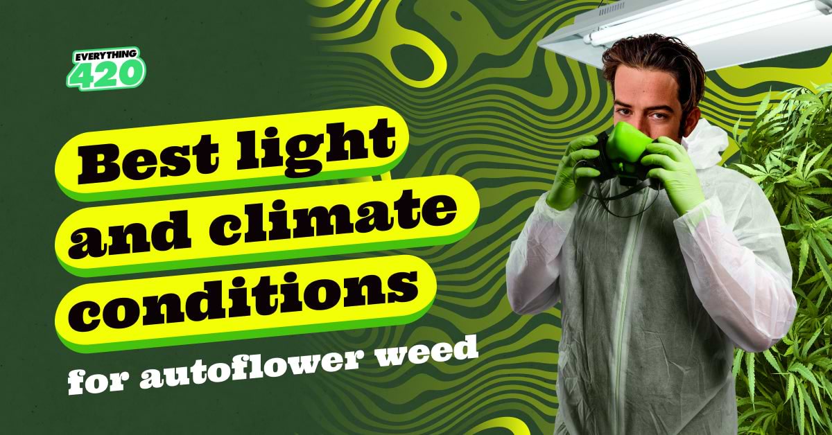 Best light and climate conditions for autoflower weed