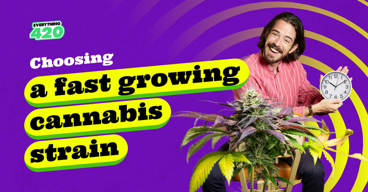 Choosing a fast growing cannabis strain