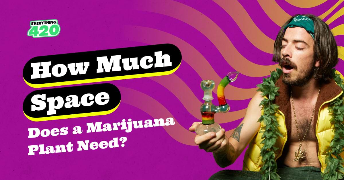 How much space does a marijuana plant need?