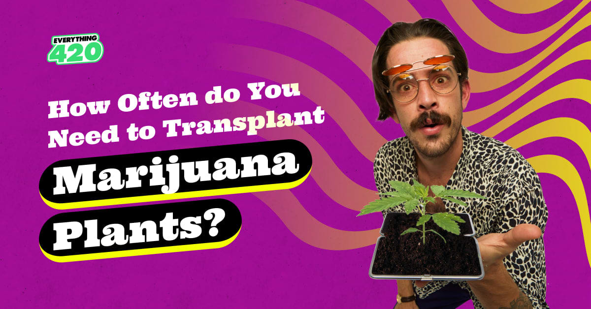 How often do you need to transplant marijuana plants?