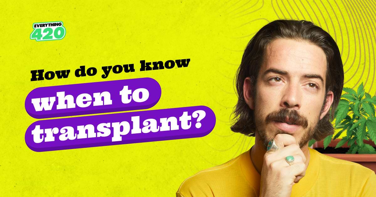 How do you know when to transplant?