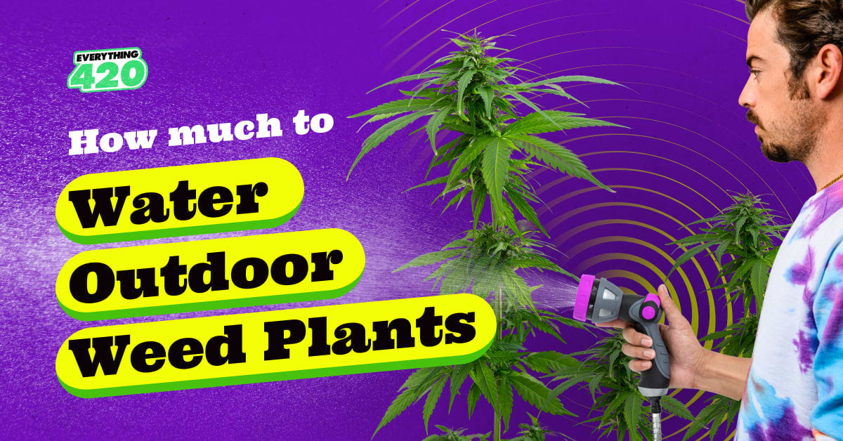 How much to water outdoor weed plants