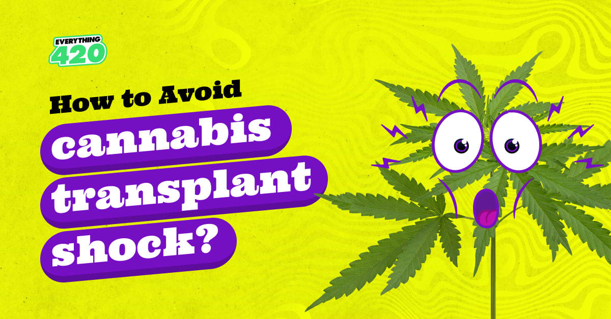 How to avoid cannabis transplant shock?