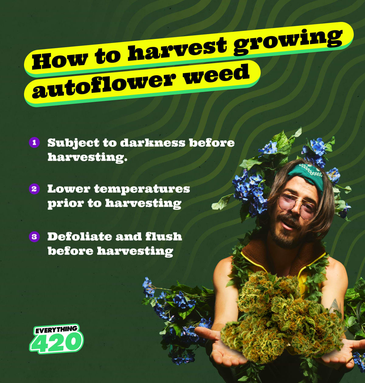 How to harvest growing autoflower weed