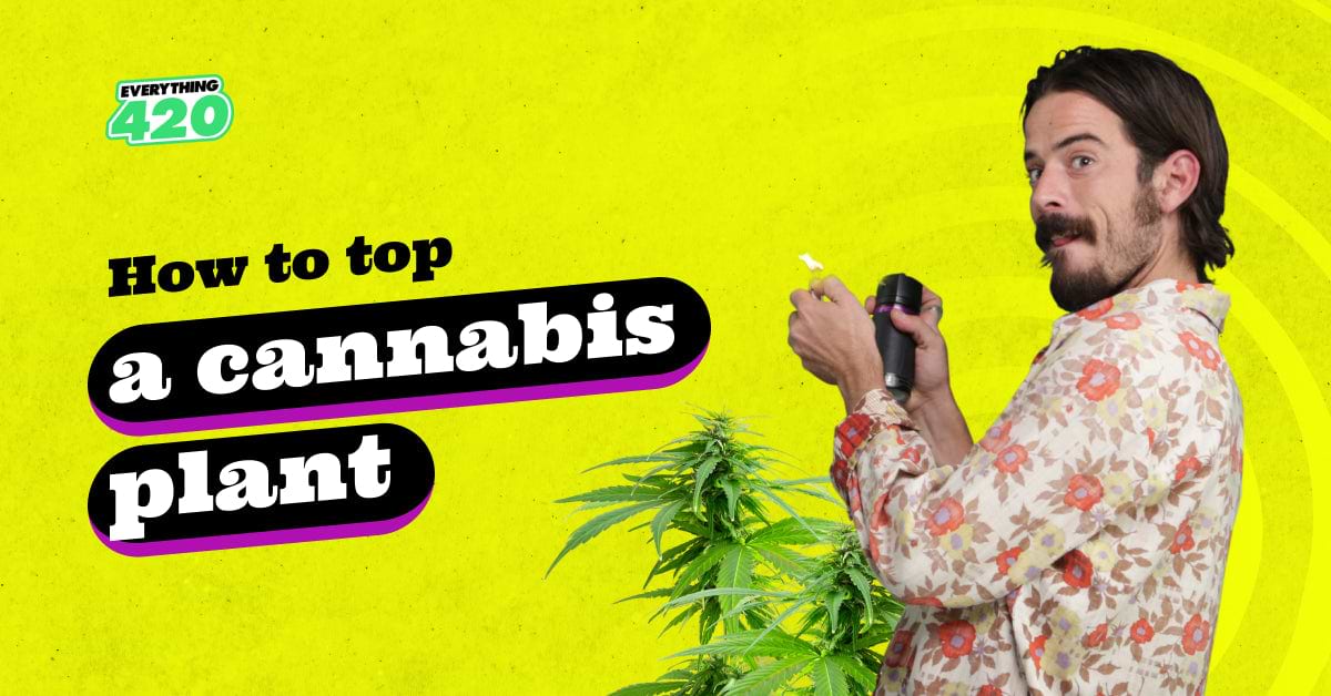 How to top a cannabis plant