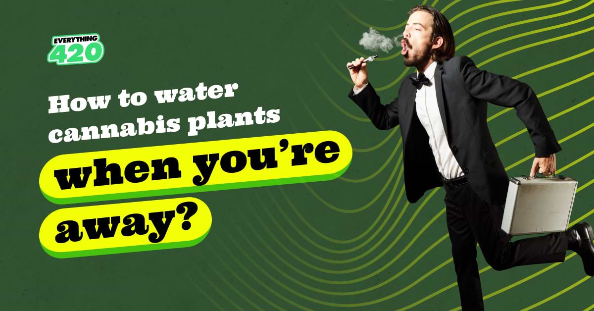 How to water cannabis plants when you’re away?