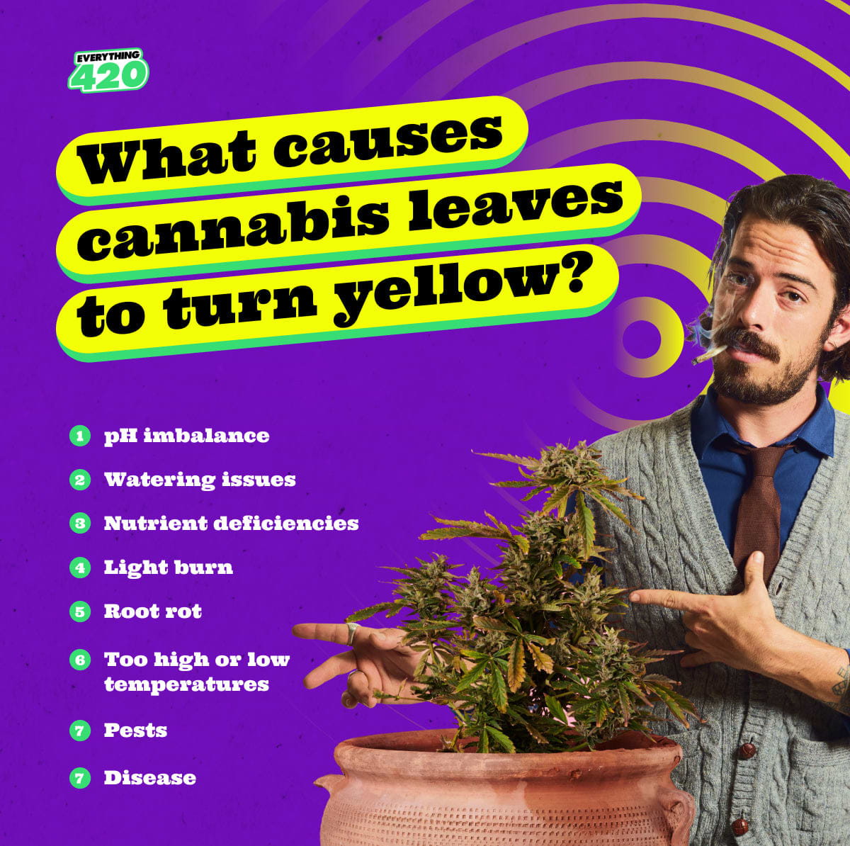 What causes cannabis leaves to turn yellow?