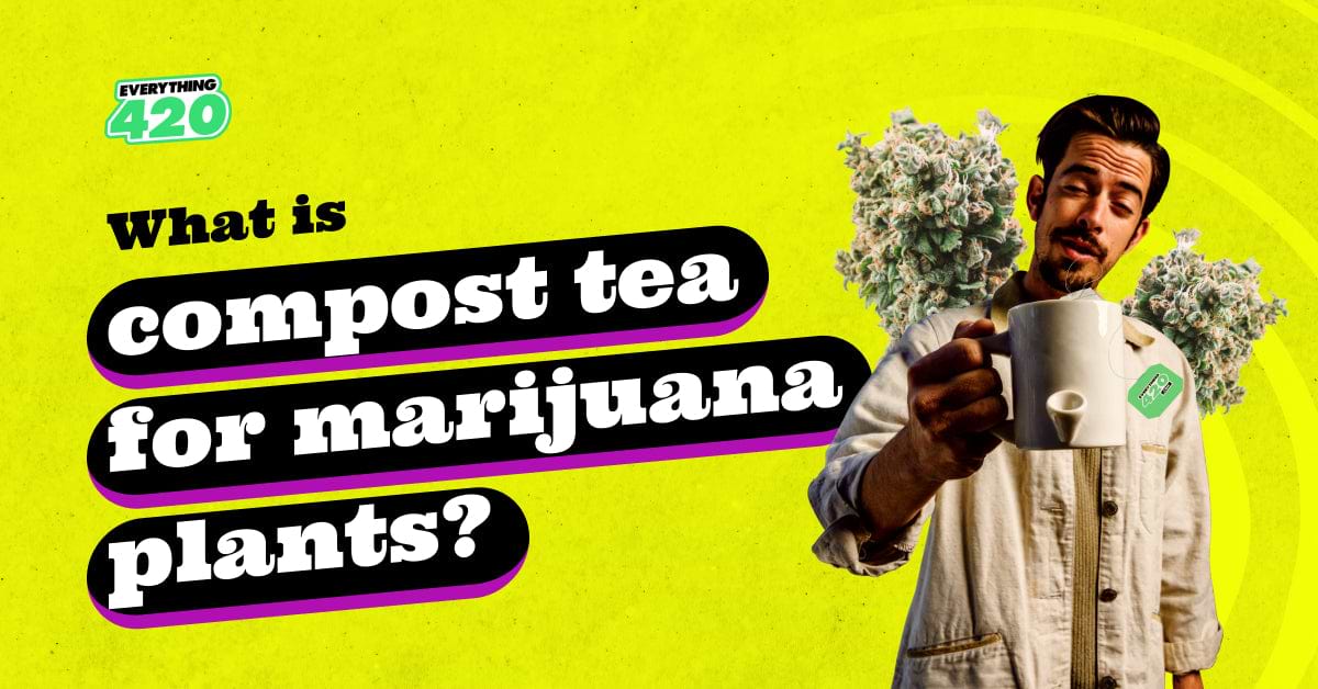What is compost tea for marijuana plants?