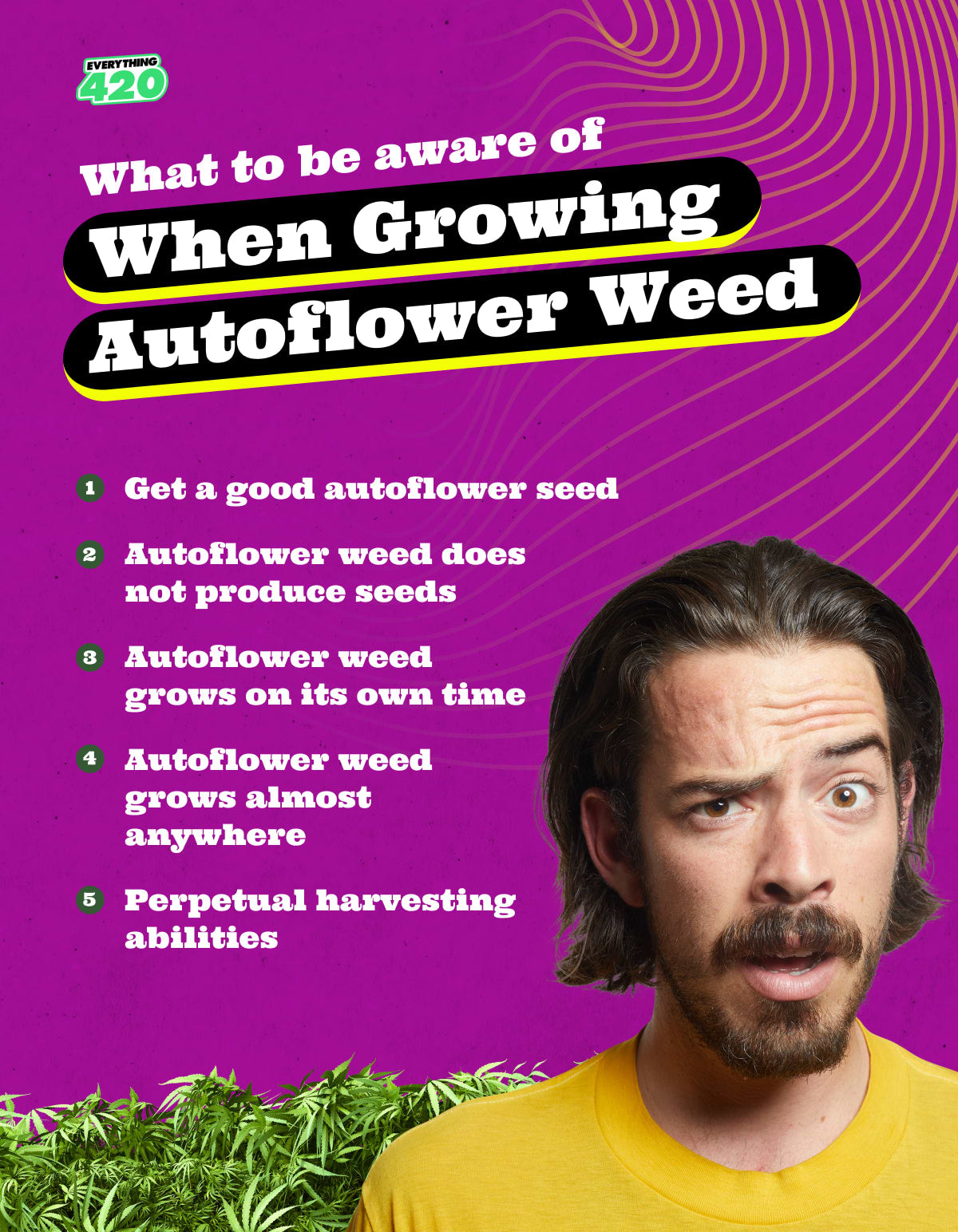 What to be aware of when growing autoflower weed