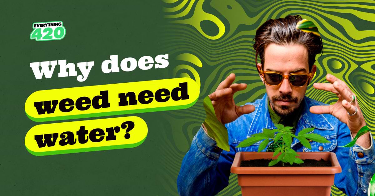 Why does weed need water?