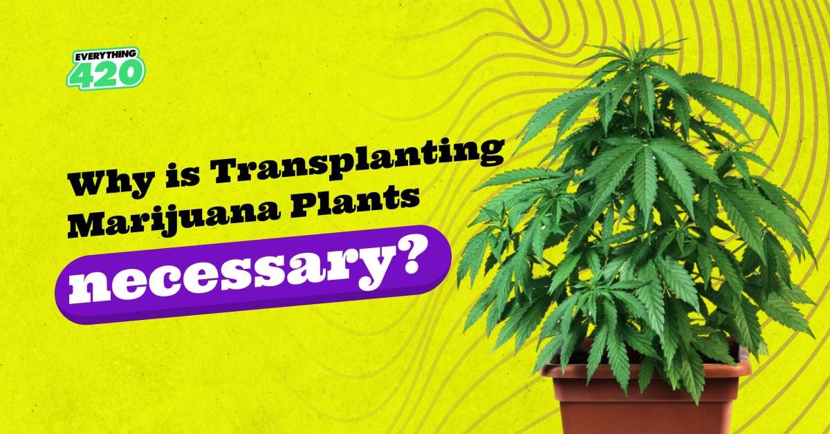 Why is transplanting marijuana plants necessary?