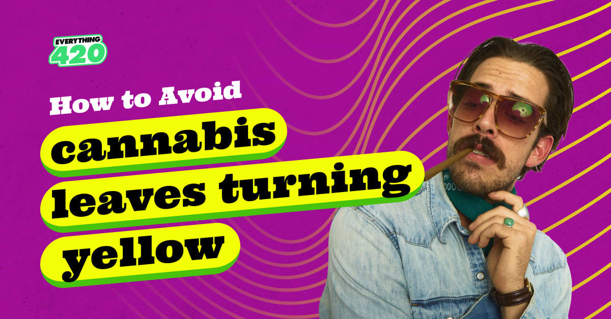 How to avoid cannabis leaves turning yellow