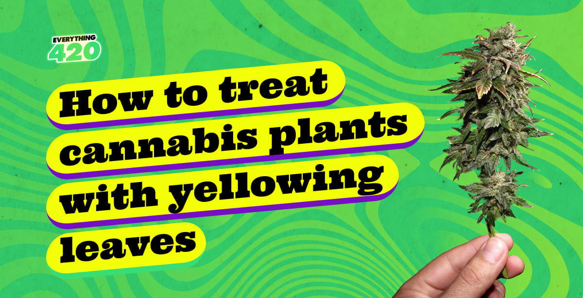 How to treat cannabis plants with yellowing leaves