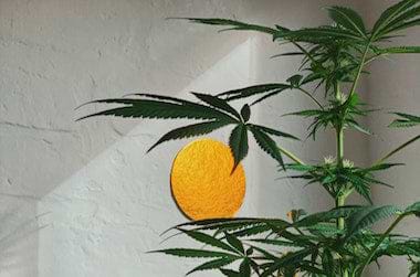 Marijuana Plant Indoor Grow with sun artwork