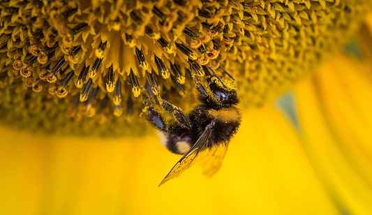 beehive honey nectar