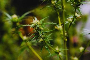 Marijuana Plant Grown From Seeds