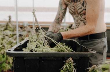 growing cannabis 