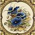 Blue Poppies Single Tile on Colonial White - Hyperion Tiles