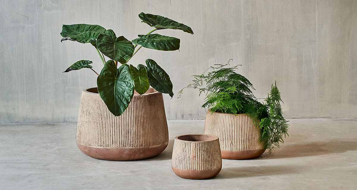 Wampu Planter