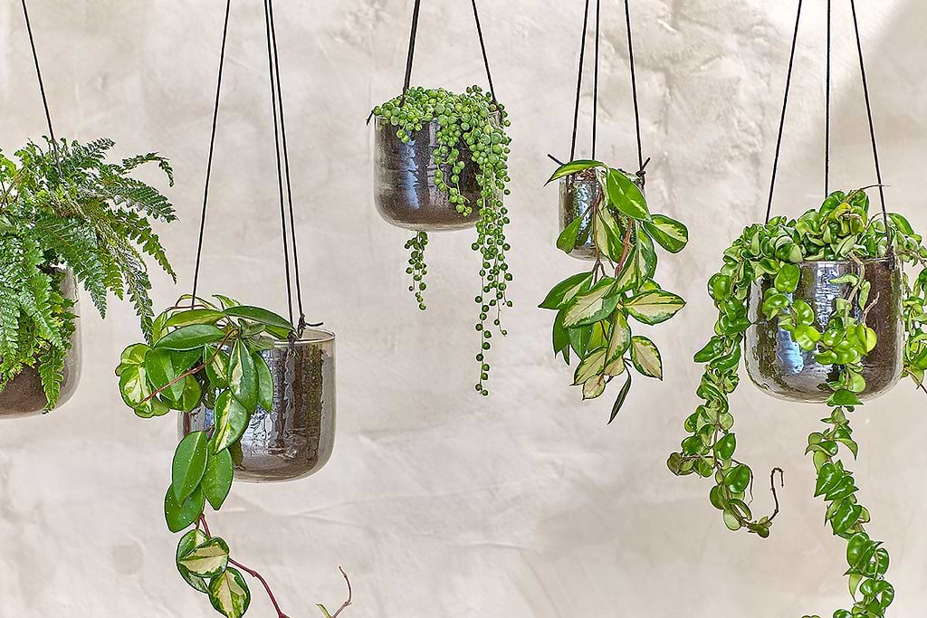 Hanging Glass Planters