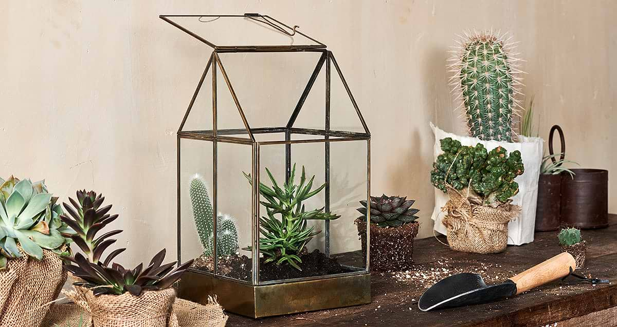 Terrarium