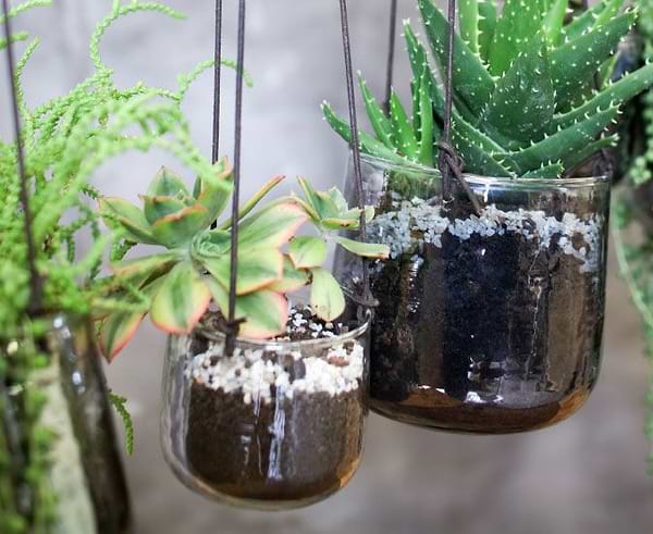Hanging plants, indoors
