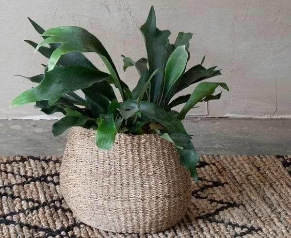 Wicker plant pot